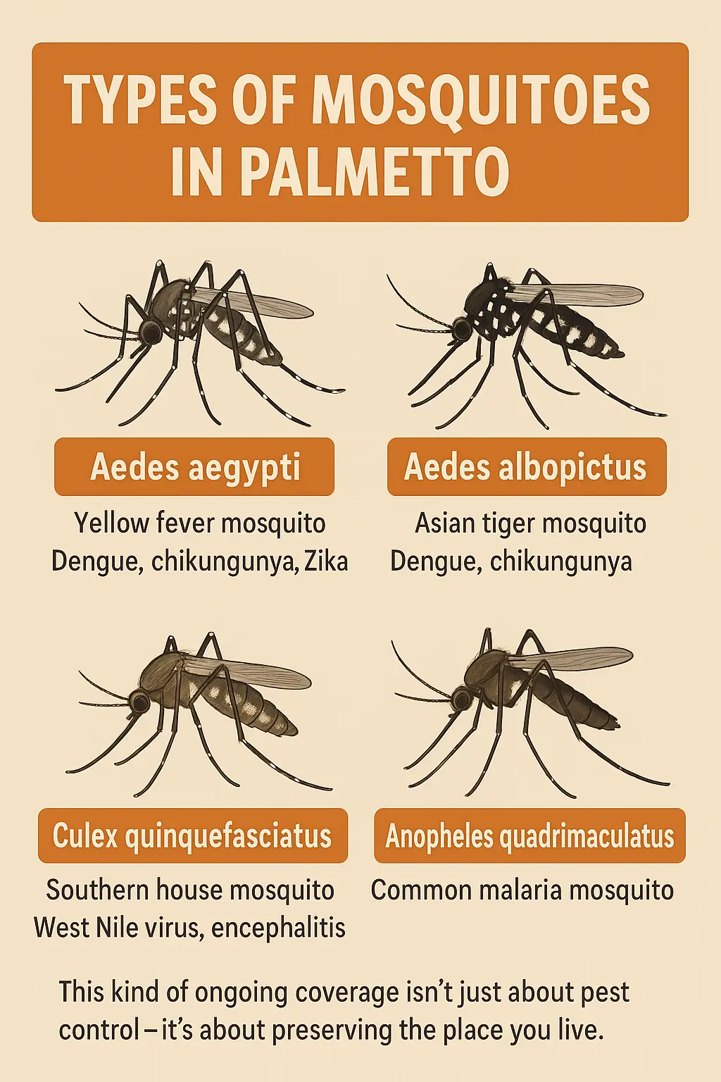 tyoes of mosquitoes palmetto fl